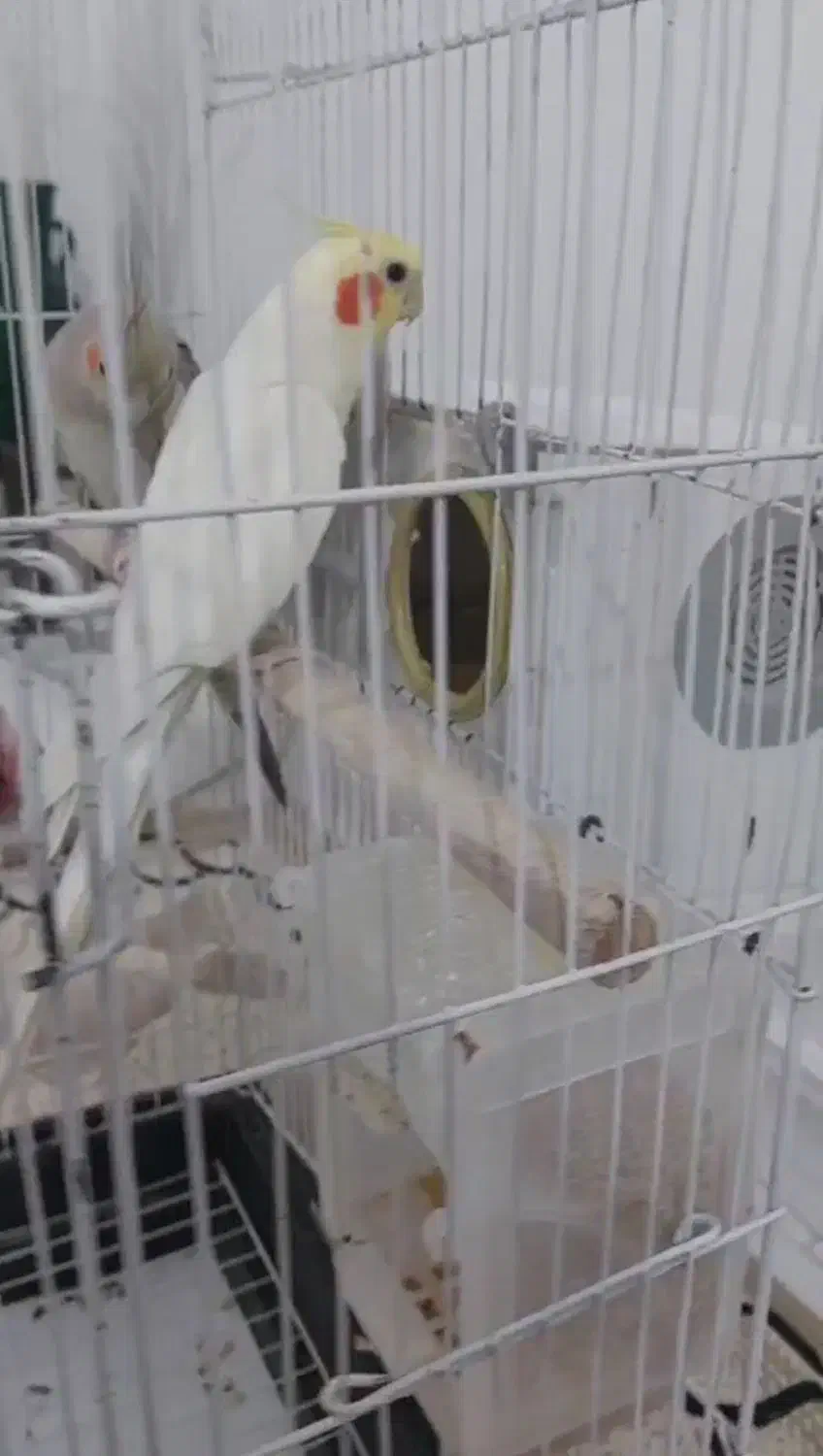 طوطی عروس جفت  درشت مولد سخنگو|پرنده|محمدیه-قزوین, |دیوار