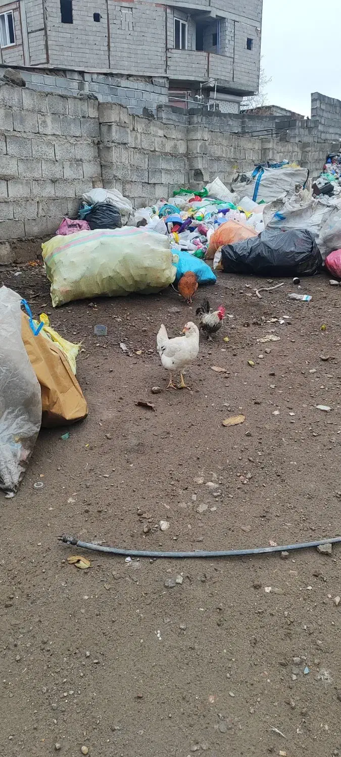 مرغ خروس زینتی|حیوانات مزرعه|مشگین شهر, |دیوار