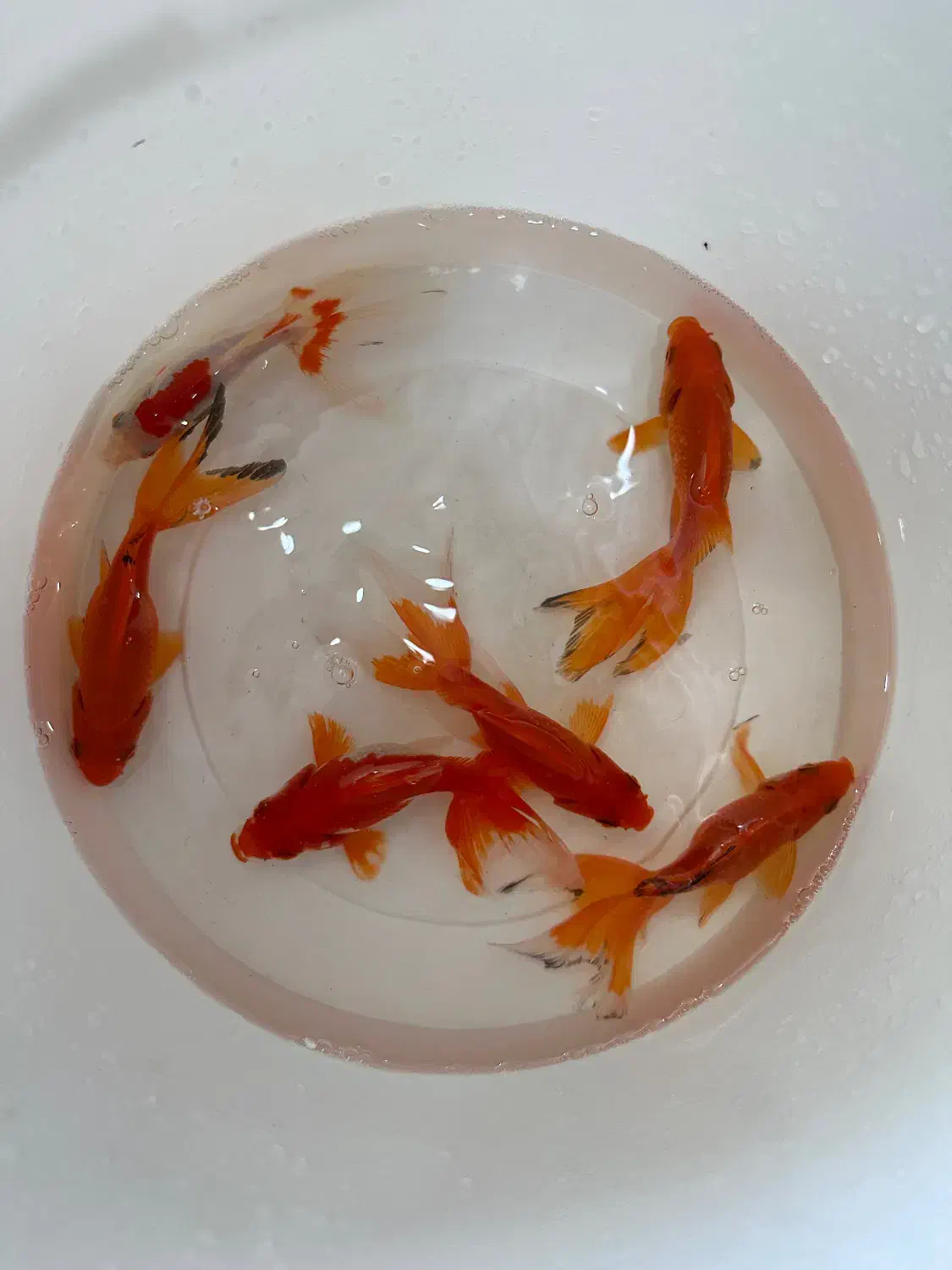 ماهی عمده|ماهی|شهرکرد, |دیوار