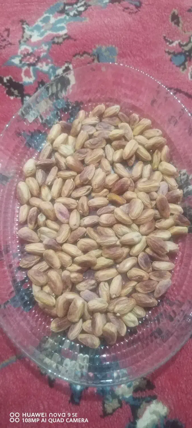 مغزپسته باکیفیت|خوردنی و آشامیدنی|خان ببین, |دیوار