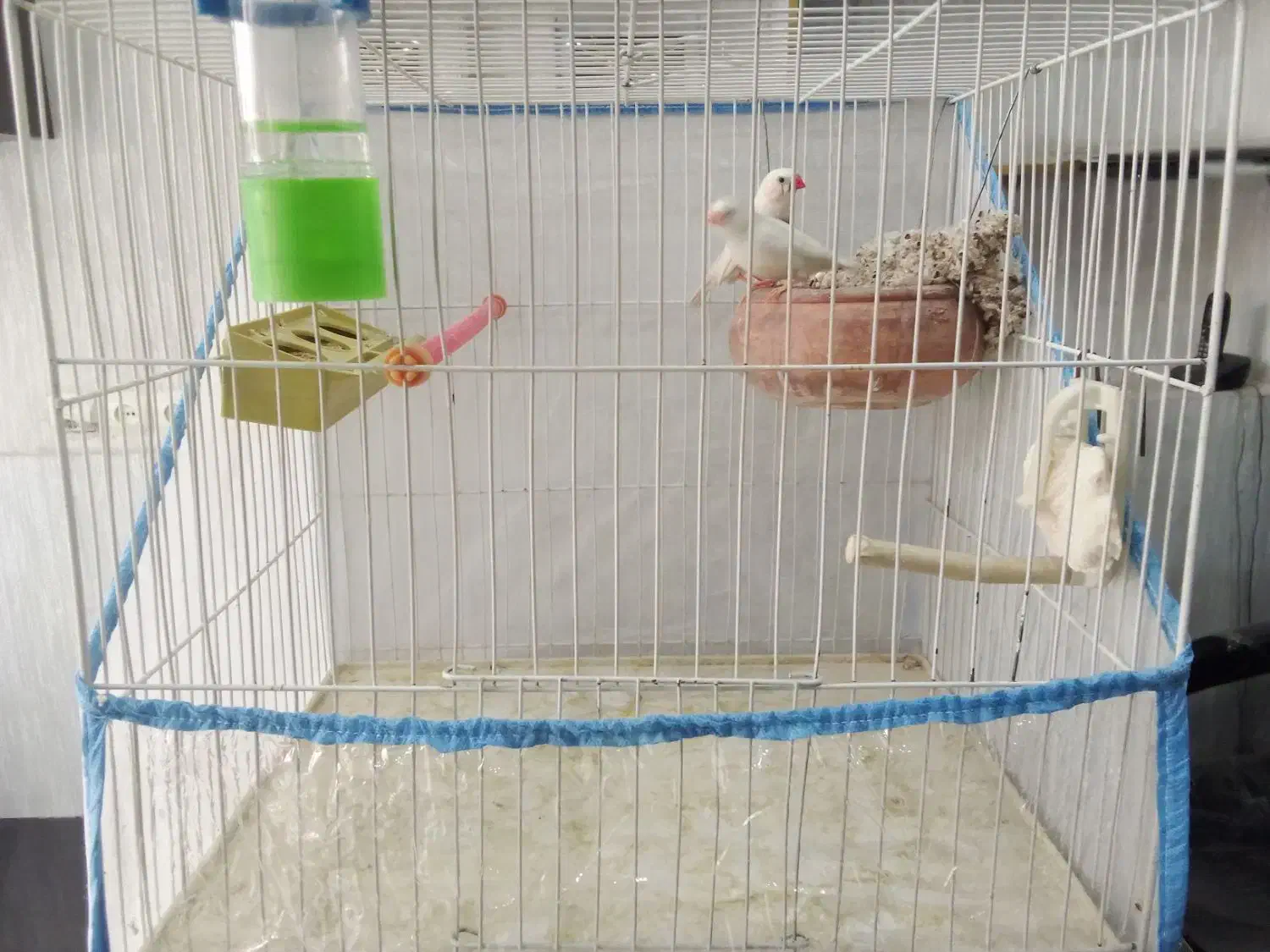 فنچ زبرا|پرنده|قم, الغدیر|دیوار