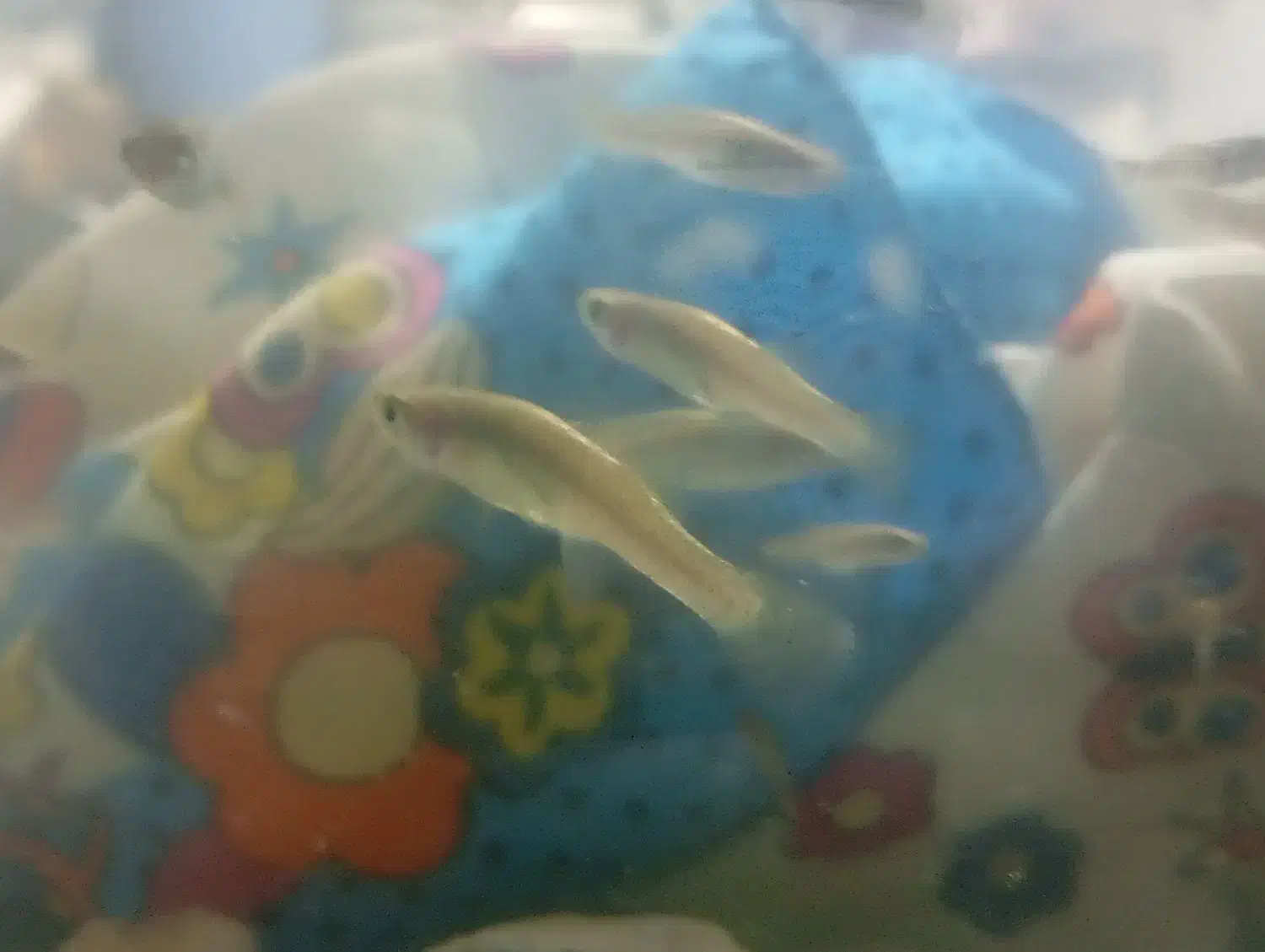 ماهی گوپی|ماهی|بیرجند, |دیوار