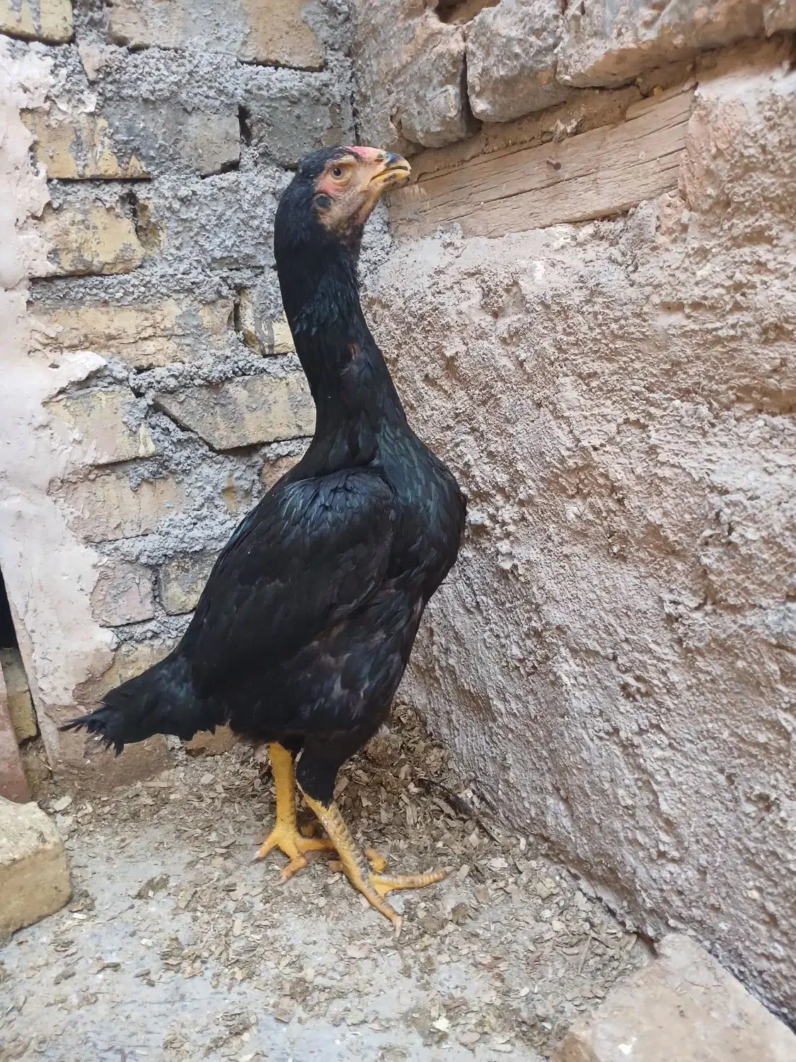 مرغ و خروس اوشامو آلمانی|حیوانات مزرعه|تهران, مخصوص|دیوار