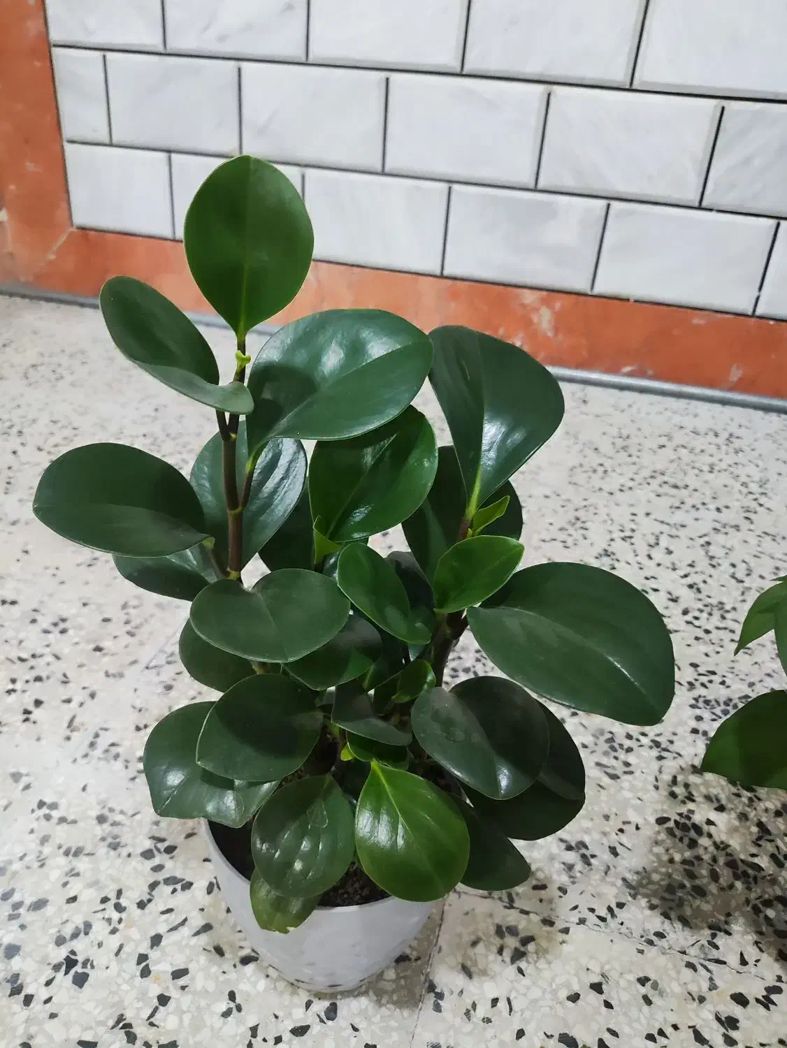 طلای سرسبز|جواهرات|خرمآباد, |دیوار