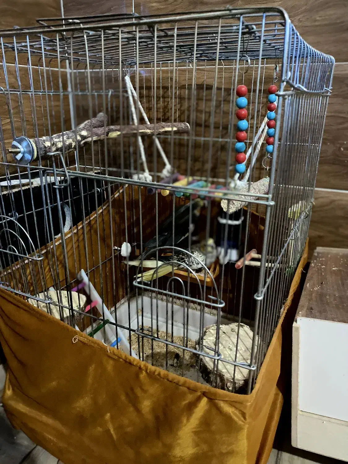 عروس هلندی|پرنده|سلماس, |دیوار