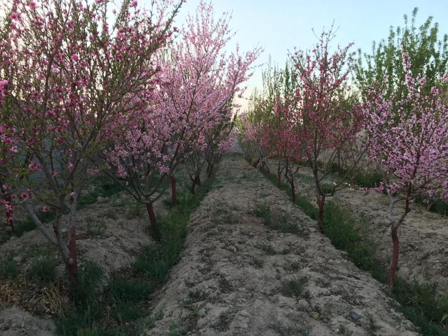 باغچه ۶۴۰متری آب برق گاز|فروش زمین و ملک کلنگی|رباطکریم, پیغمبر|دیوار