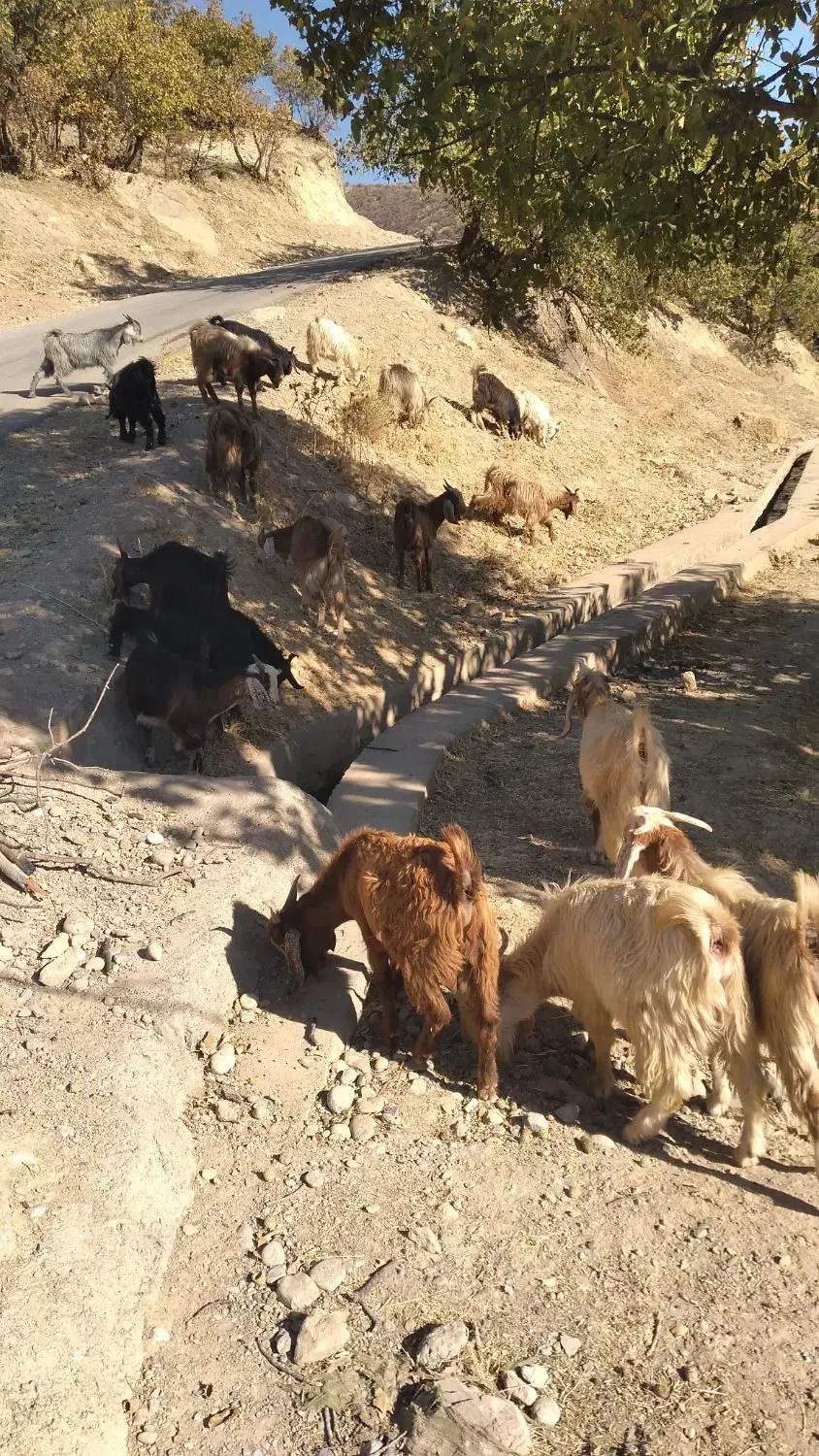 چپش نر|حیوانات مزرعه|پاپی, |دیوار