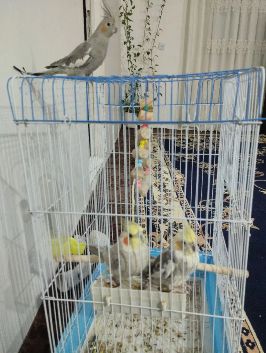 عروس هلندی 3عددبایک قفس. 2ما ده 1نر|پرنده|کبودرآهنگ, |دیوار