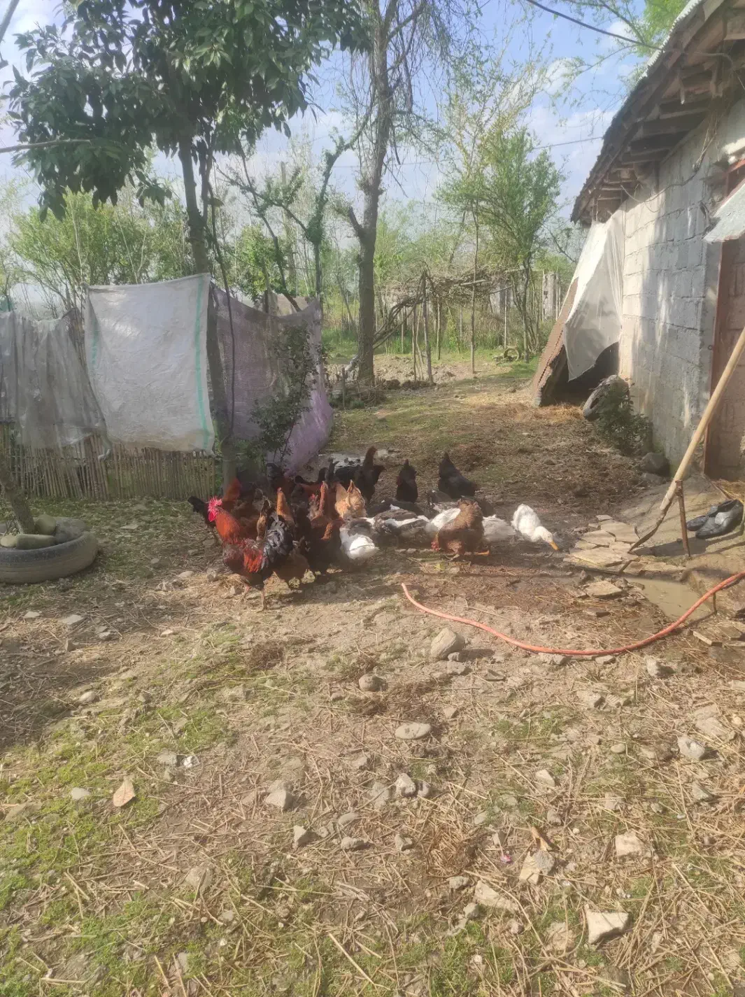 مرغ و اردک|حیوانات مزرعه|لاهیجان, آهندان|دیوار