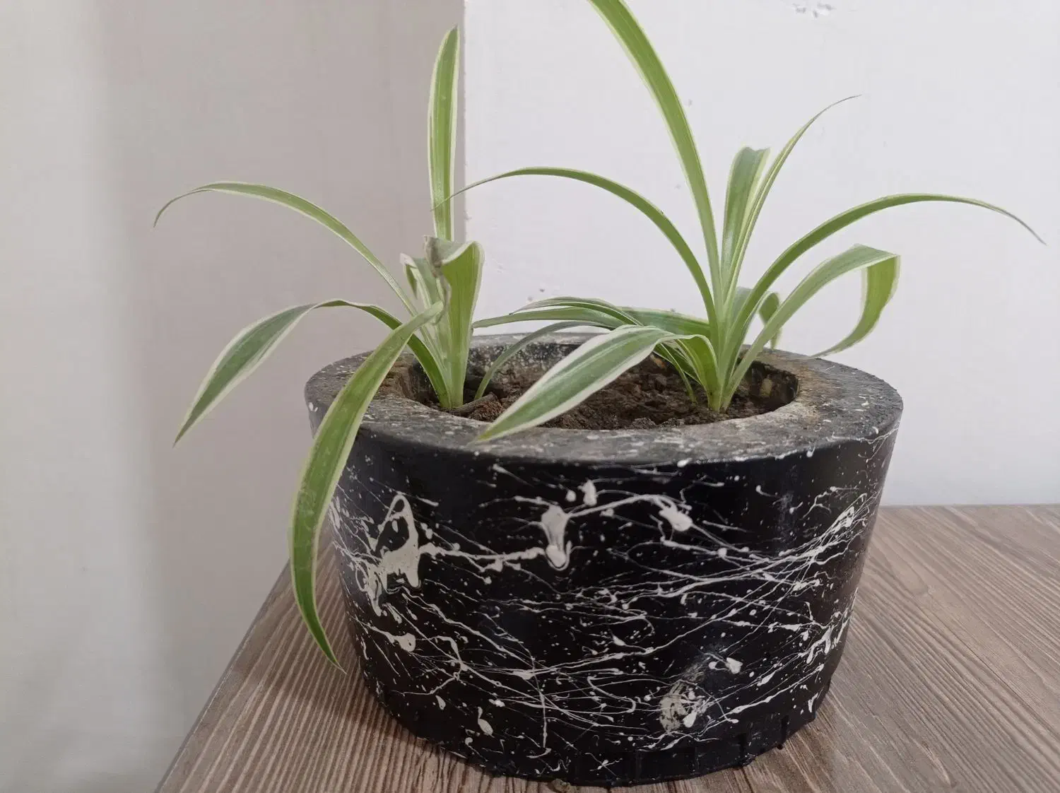 گل گندمی همراه گلدان|گل و گیاه طبیعی|پیرانشهر, |دیوار