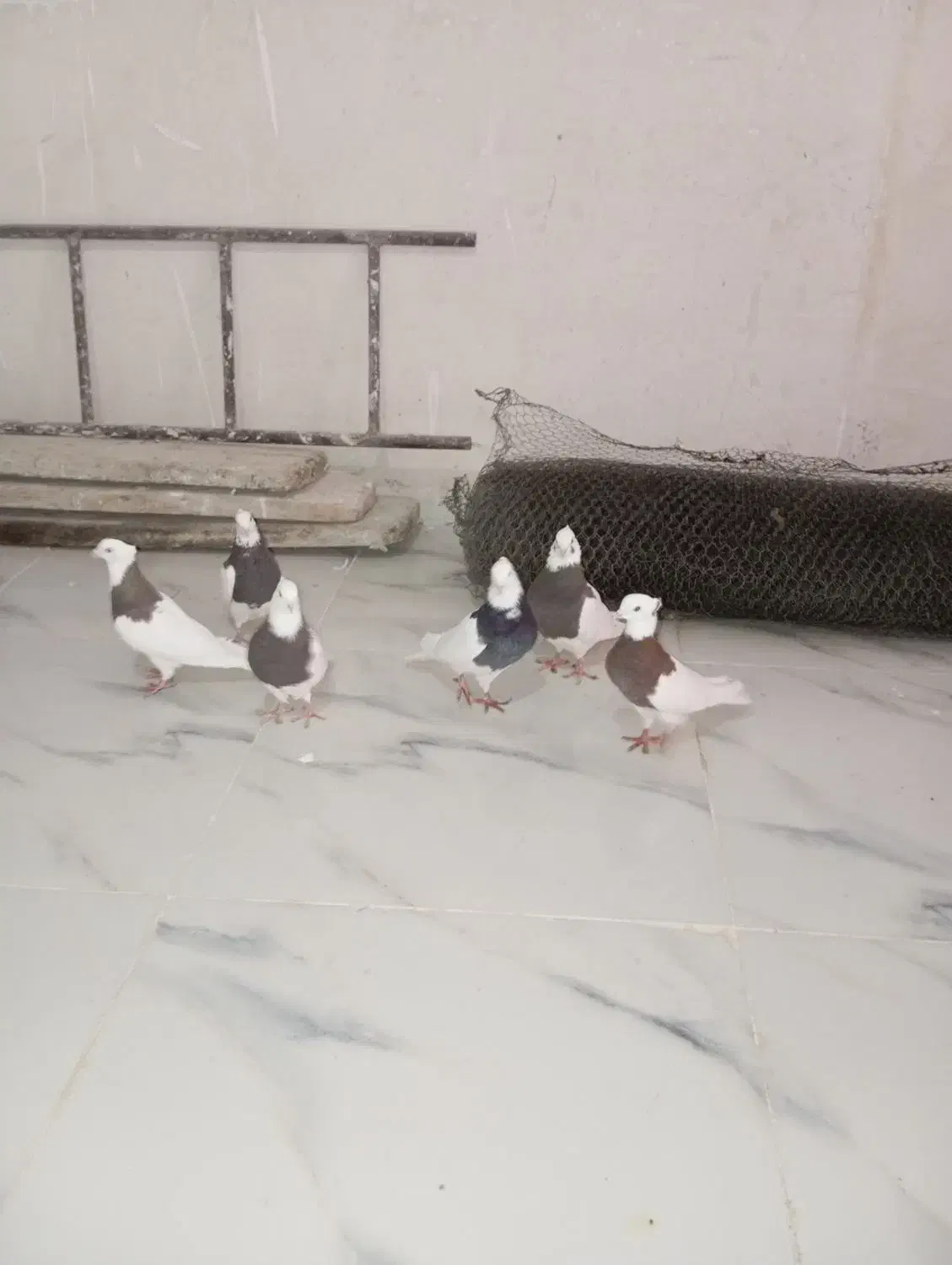 کبوتر کلفه|پرنده|اردبیل, |دیوار