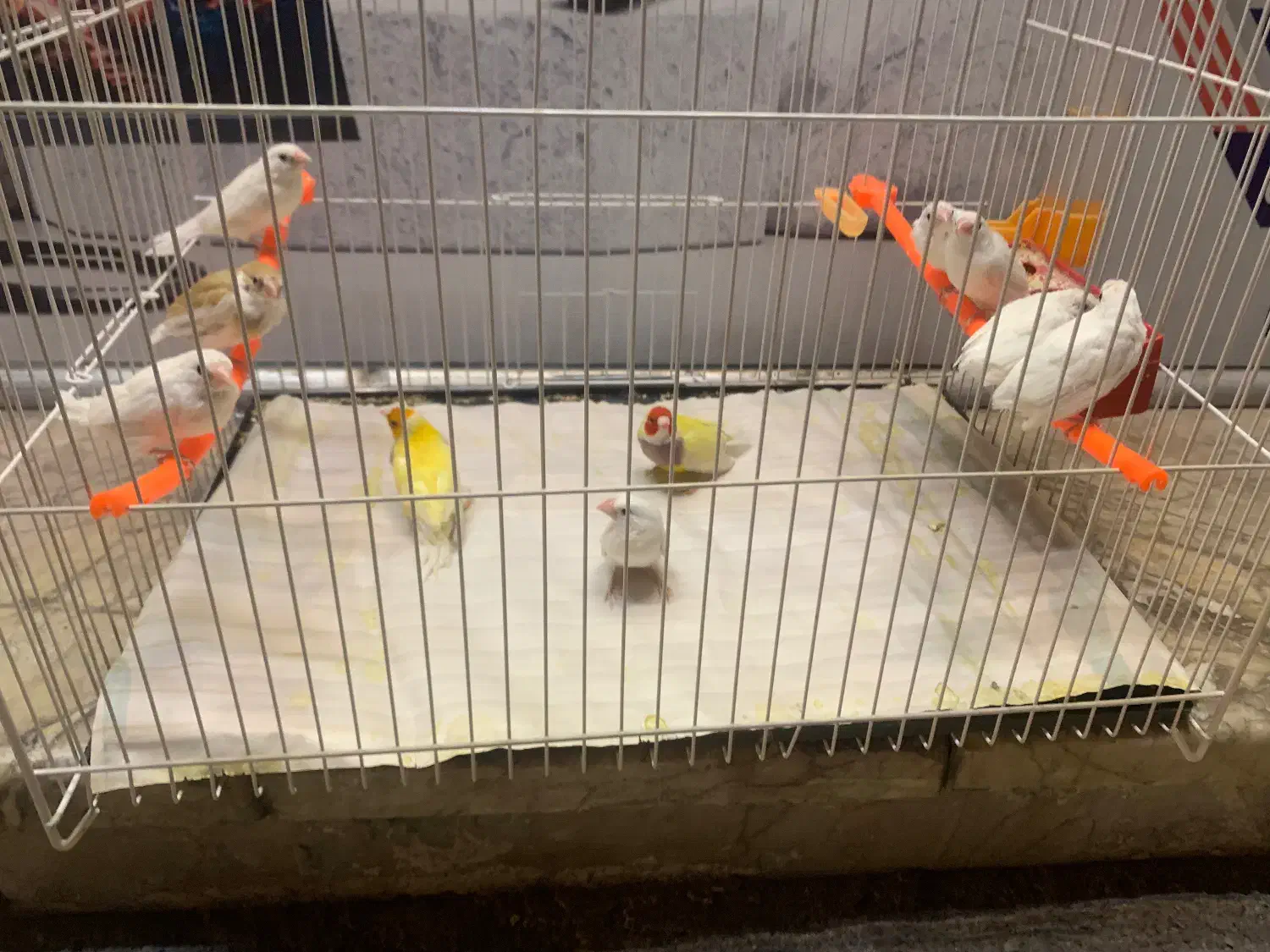 فنچ بنگالی گلدین|پرنده|مشهد, بهاران|دیوار