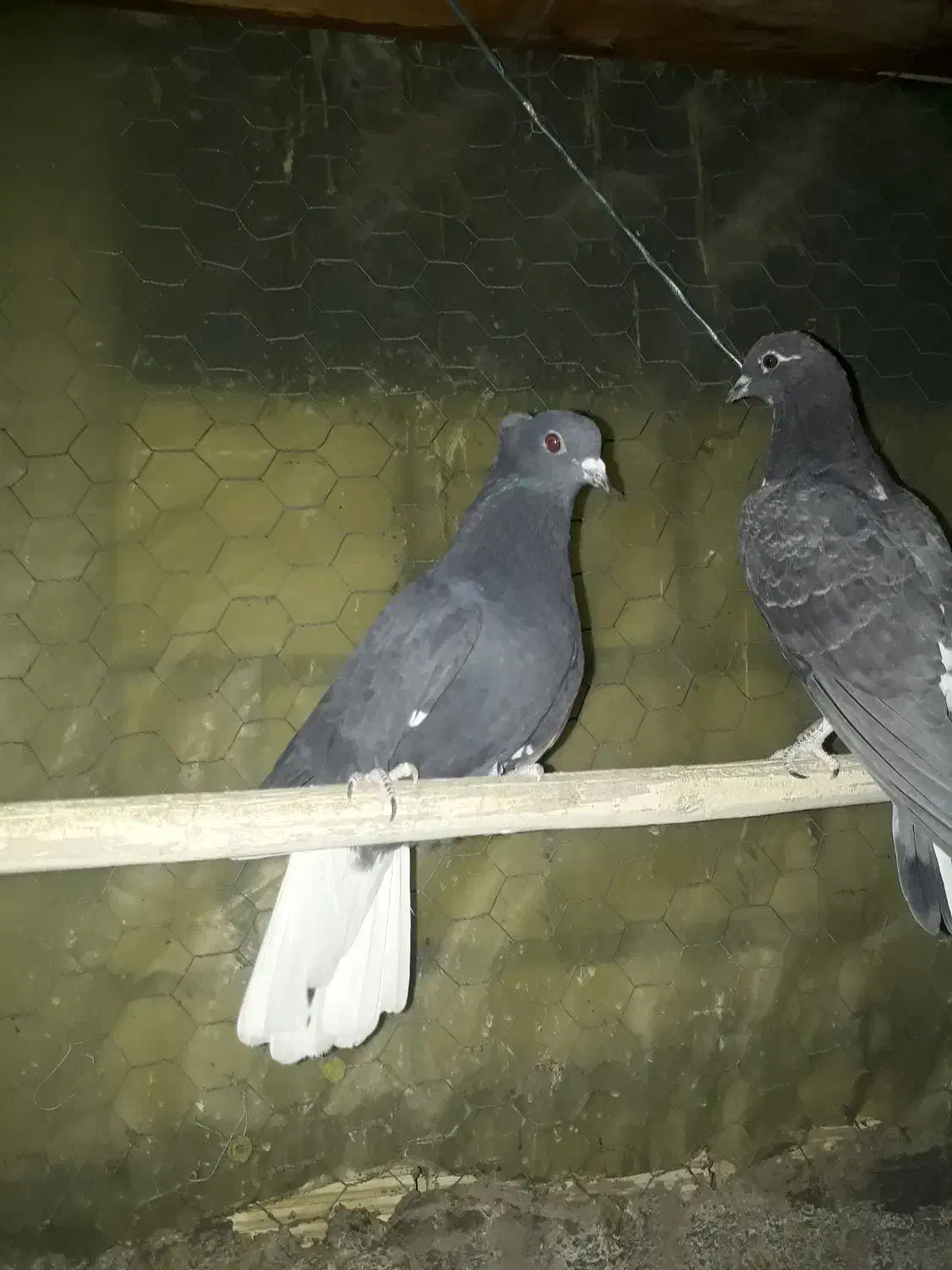 دم سفید|پرنده|مبارکه, |دیوار