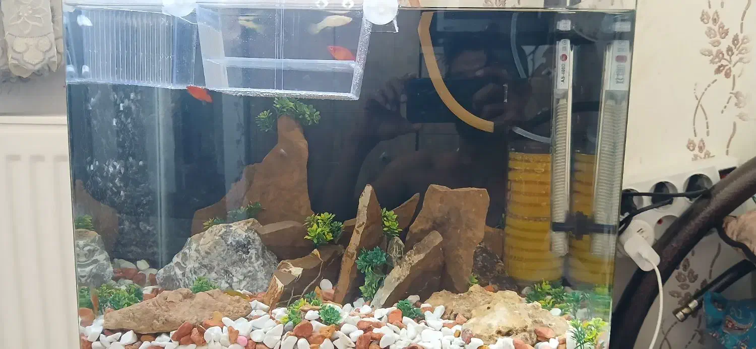 یک عدد اکواریوم شیشه خم جدید کامل|ماهی|ابهر, |دیوار