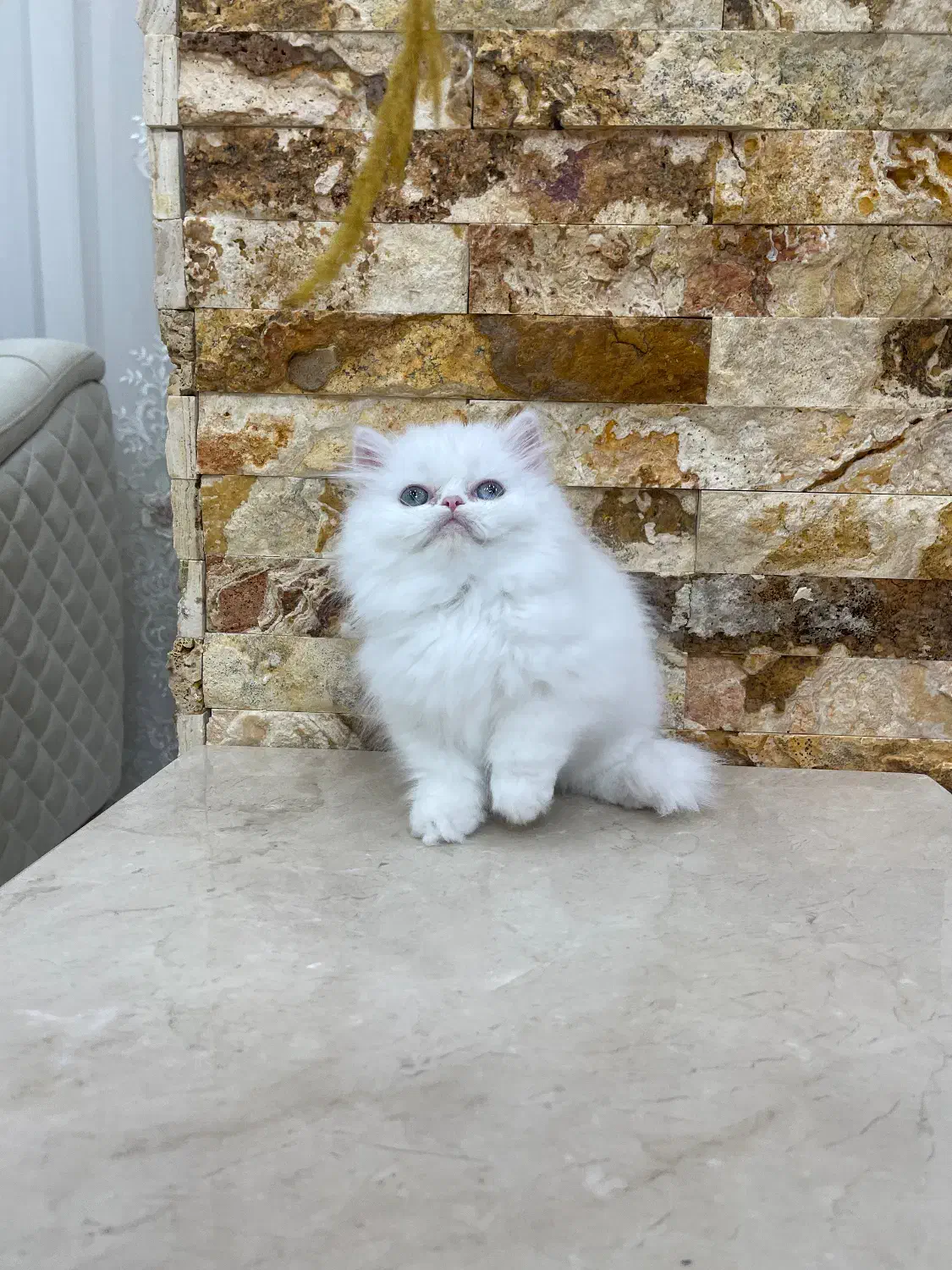 پرشین عروسکی|گربه|مهاباد (آذربایجان غربی), |دیوار