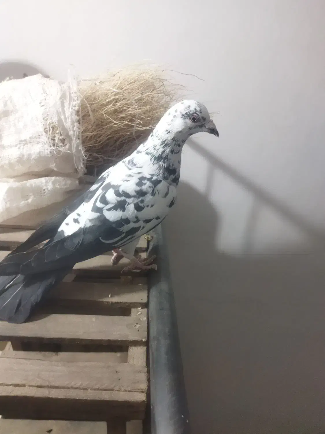 کفتر|پرنده|ایجرود, |دیوار