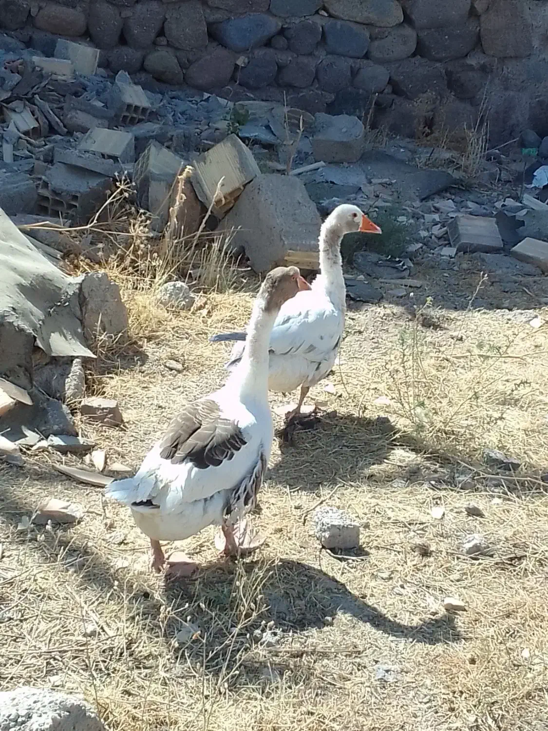 یک جفت غاز نر و ماده فروشی|حیوانات مزرعه|مشگین شهر, |دیوار