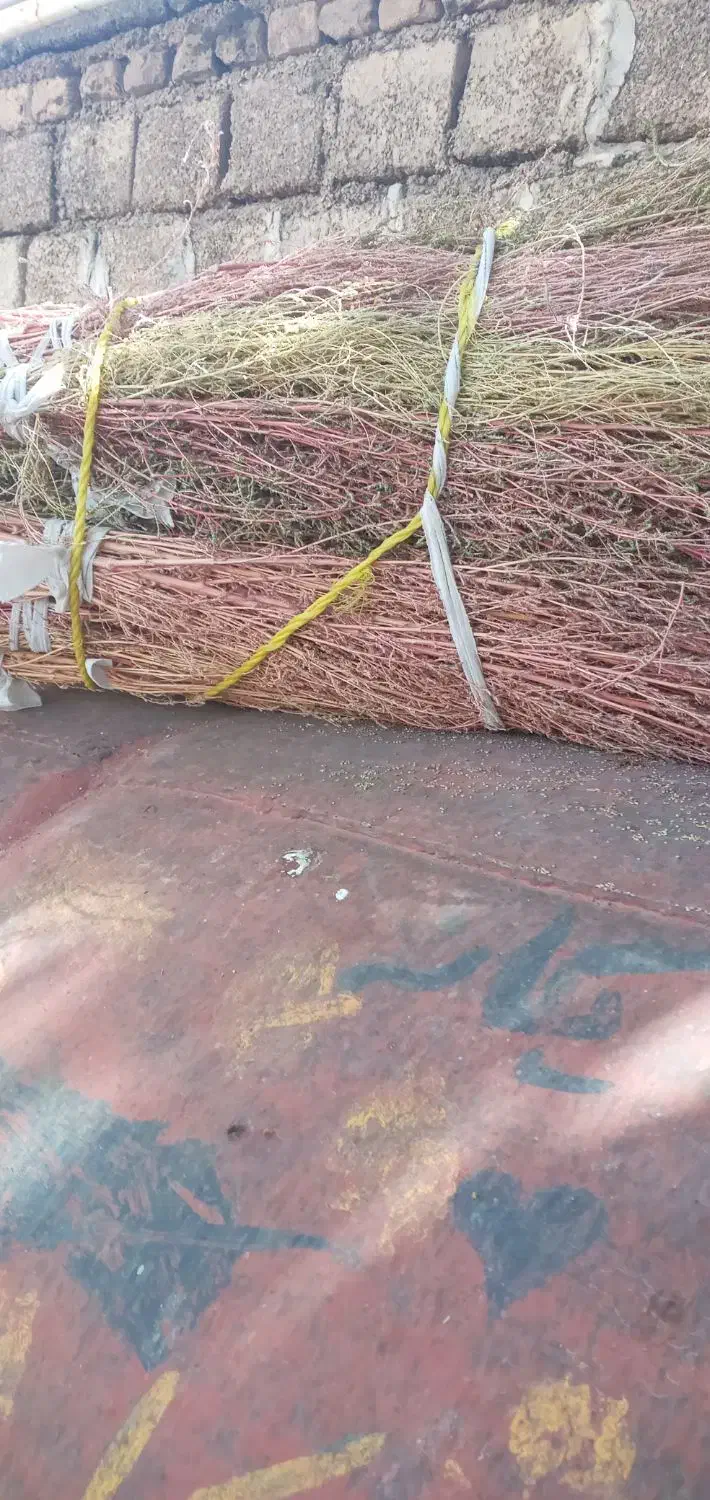 جارو مخصوص دامداران  وپارک وخانه باغ حیاط  خونه|لوازم نظافت|ایوان, |دیوار