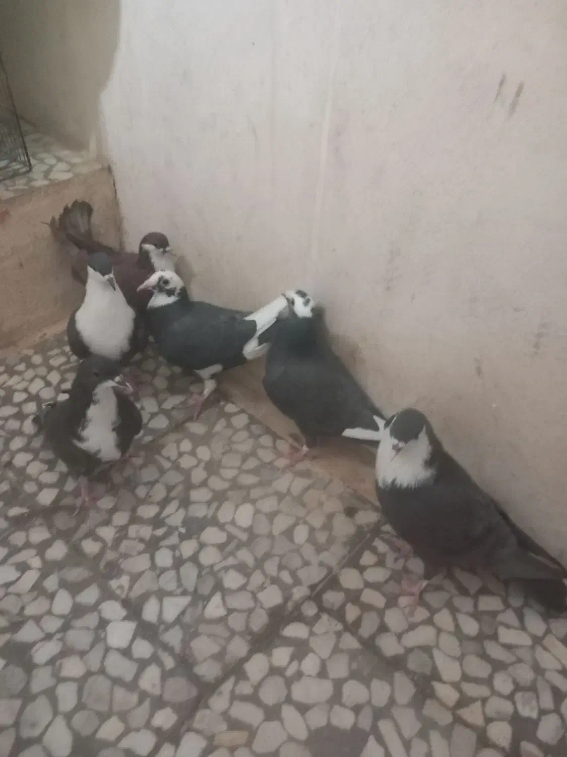 کبوتر جوانه|پرنده|هامون, |دیوار