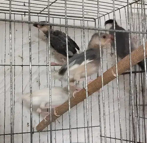 جفت نرگسی بلبلی با چهار جوجه|پرنده|اهواز, معین زاده|دیوار