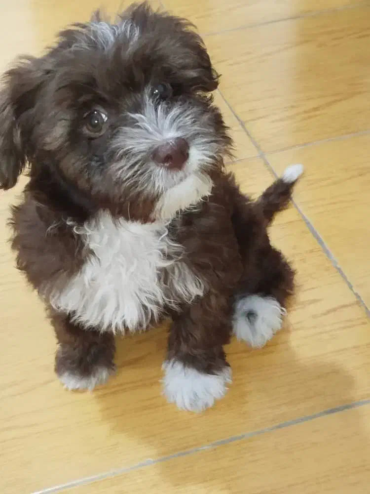 توله سگ شیتزو تریر سه ماهه|سگ|آستارا, |دیوار