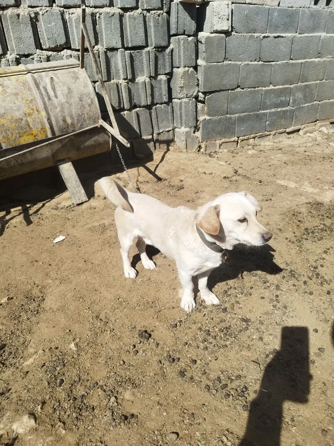 سگ دستی باهوش|سگ|مرودشت, رودبال|دیوار