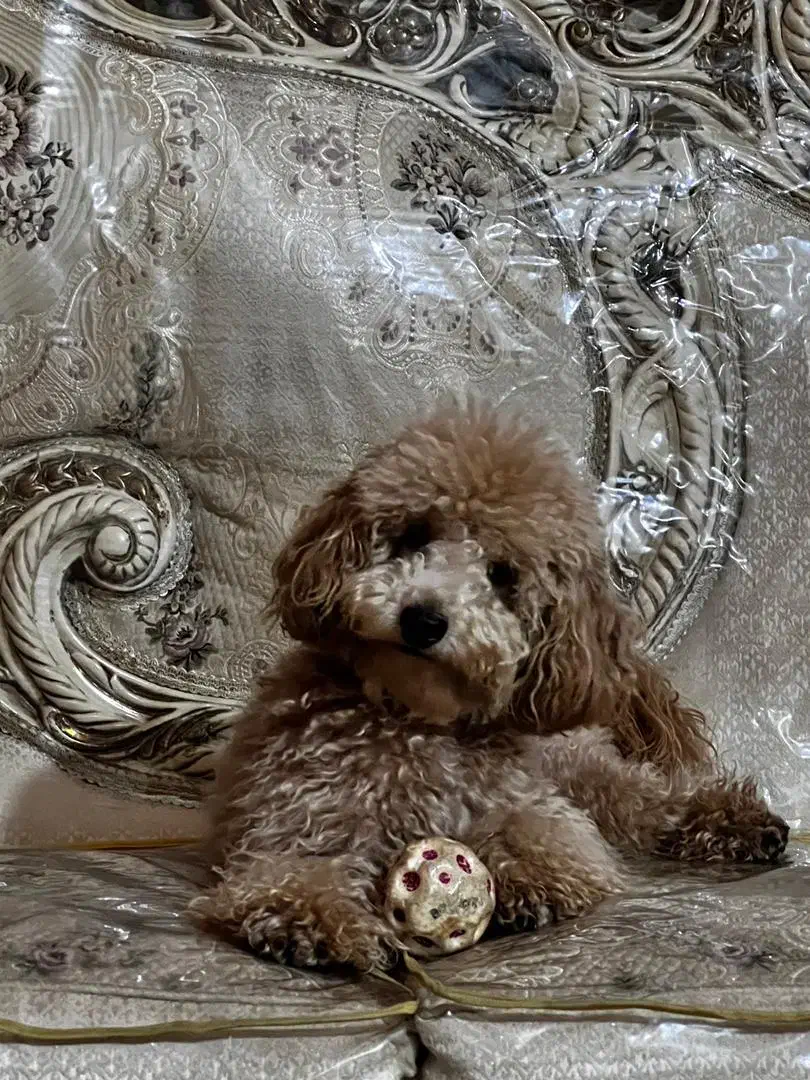 سگ های کوچولو ( فنجونی )|سگ|یزد, |دیوار