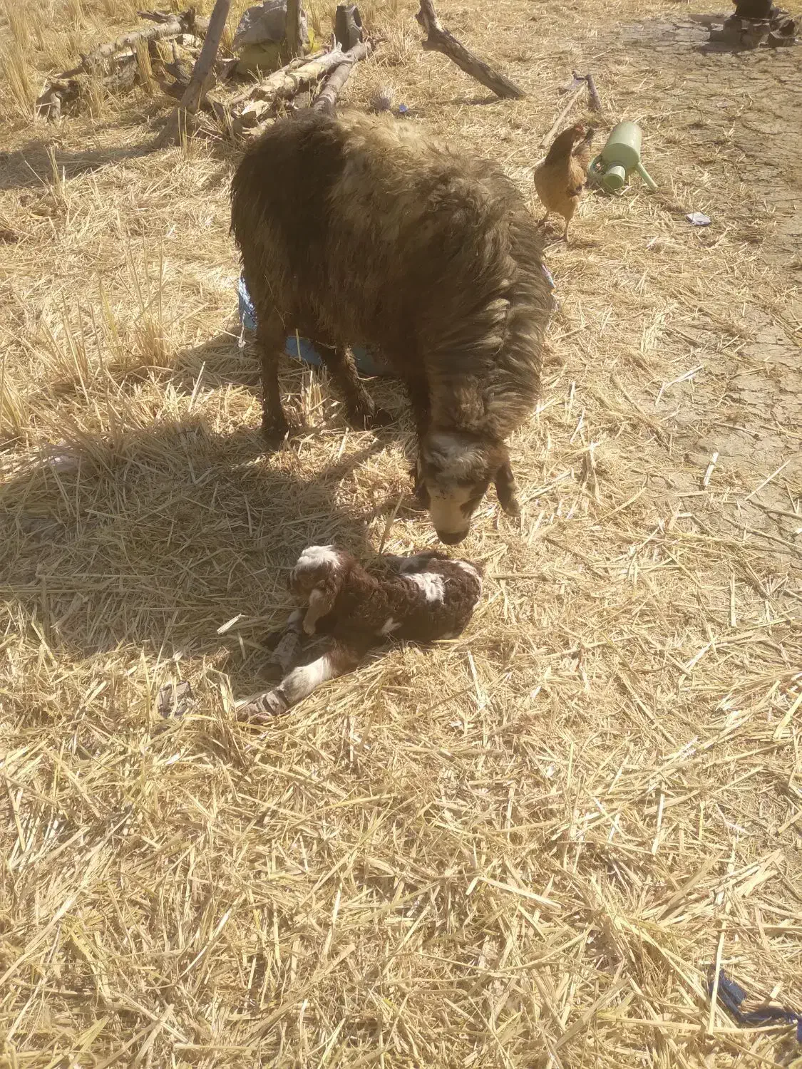 میش و بره|حیوانات مزرعه|دورود, |دیوار