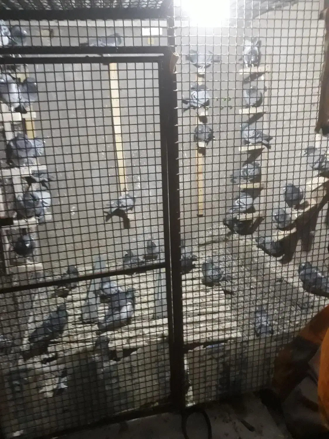 کبوتر|پرنده|آبدانان, |دیوار