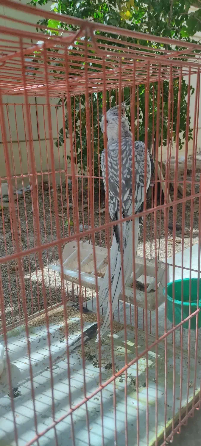 عروس هلندی|پرنده|فولادشهر, B8|دیوار