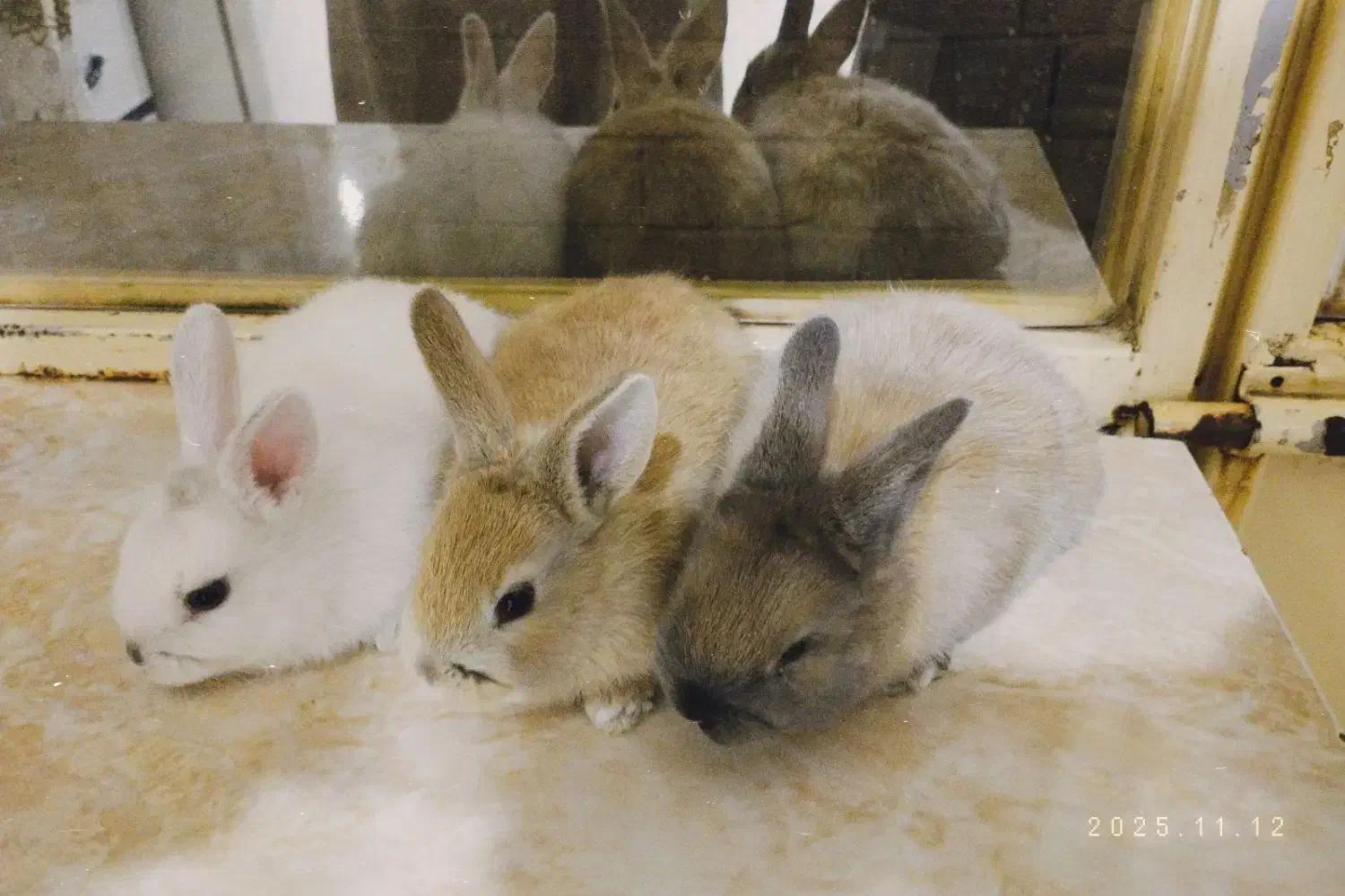 سه عدد خرگوش زیبا همراه با مادر|موش و خرگوش|بانه, |دیوار