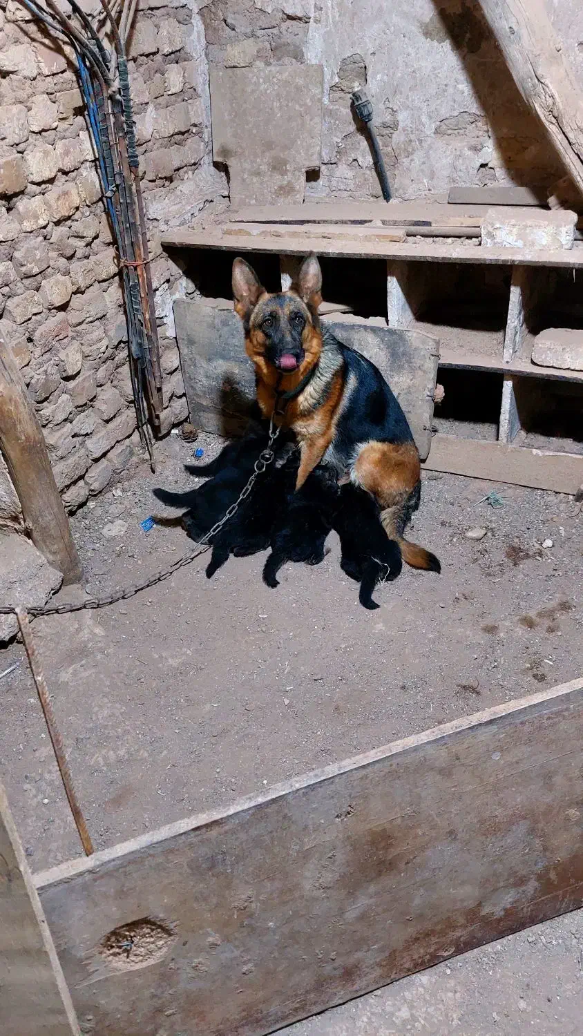 سگ ژرمن ماده|سگ|دشتابی, |دیوار