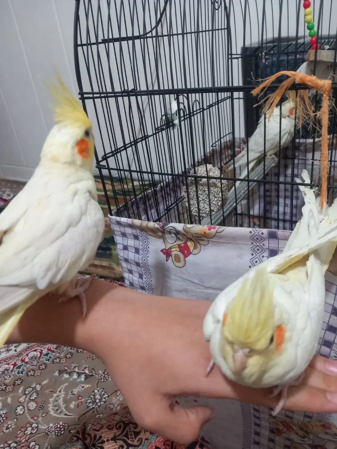 عروس هلندی|پرنده|قم, علی آباد|دیوار