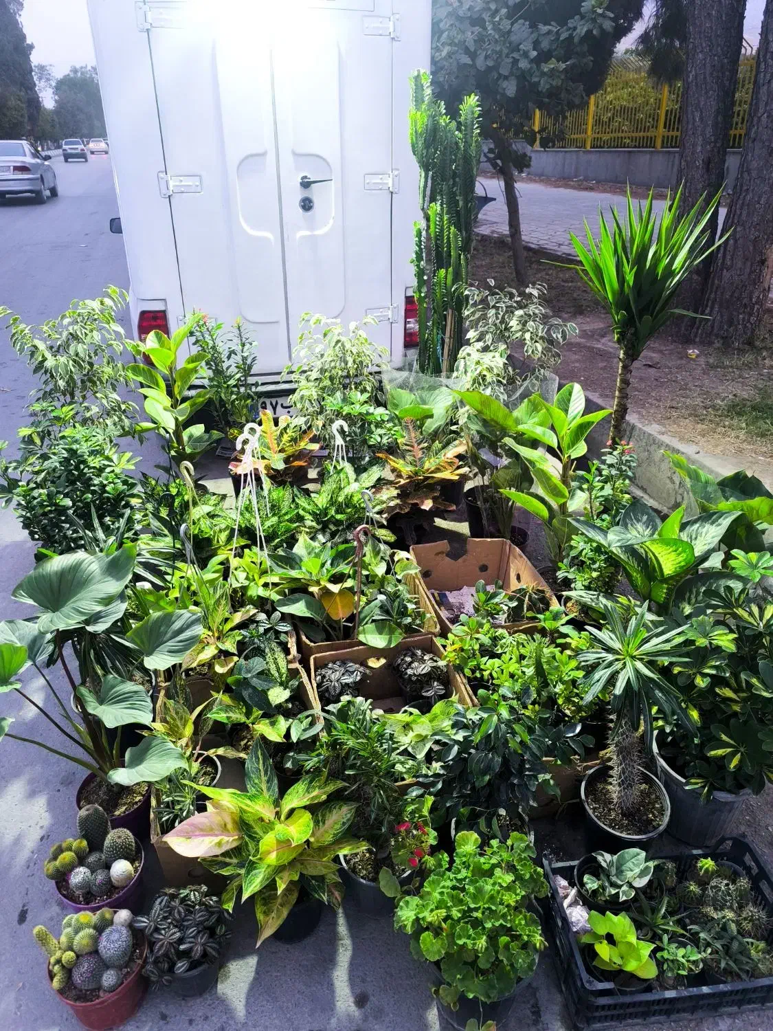 گل و کاکتوس|گل و گیاه طبیعی|نورآباد ممسنی, |دیوار