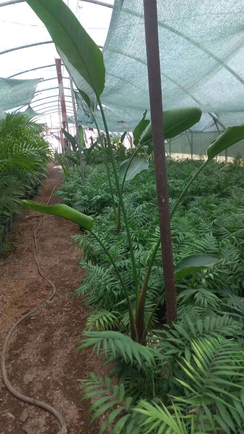 کارگر گلخانه شهرک گلخانه ای رشت|استخدام صنعتی، فنی، مهندسی|رشت, حومه رشت|دیوار