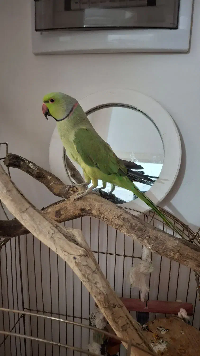 ملنگو نر|پرنده|چالوس, |دیوار