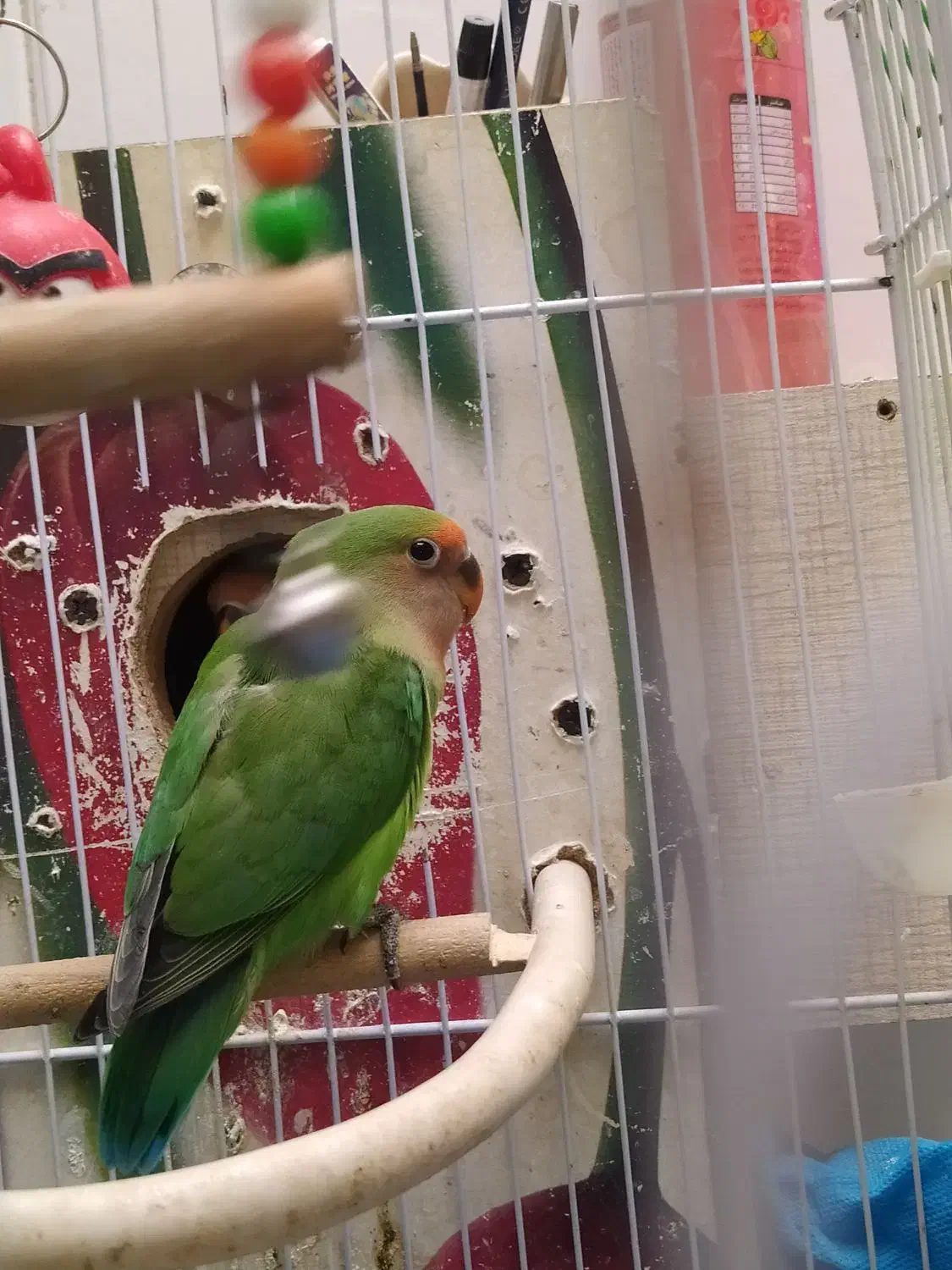 طوطی برزیلی|پرنده|تاکستان, |دیوار