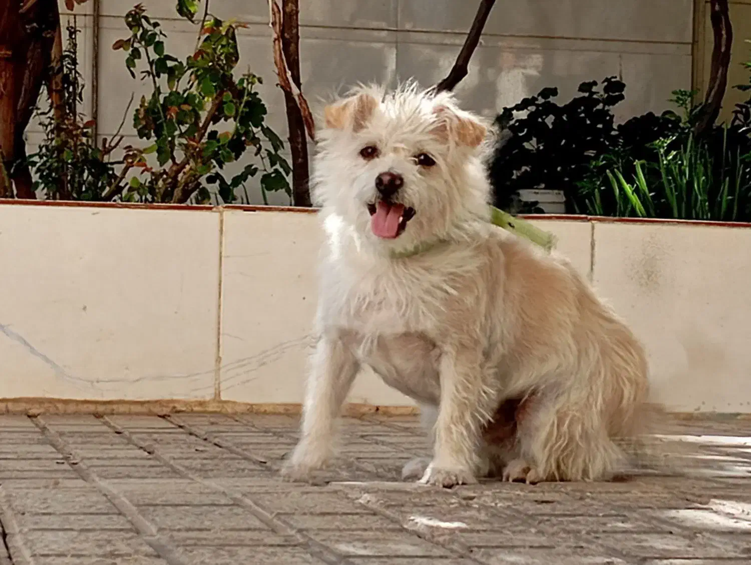 سگ نژاد میکس پامر روباهی و شیتزو|سگ|کاشمر, |دیوار