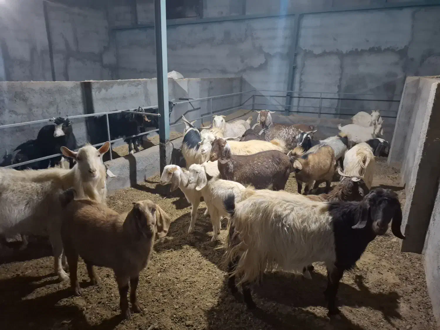 ۱۹ راس بز و بزغاله پاکستانی و ۲رگ افغانی سانن|حیوانات مزرعه|نائین, |دیوار