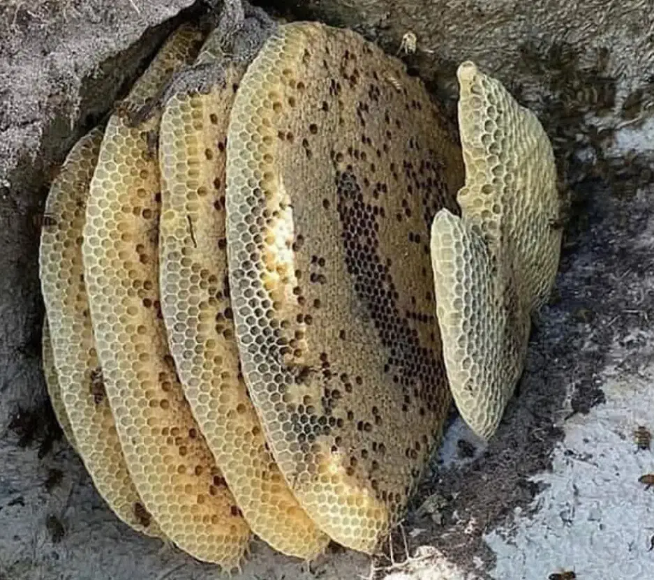 عسل طبیعی اصل اصل کمر موجوده|خوردنی و آشامیدنی|لیکک, |دیوار