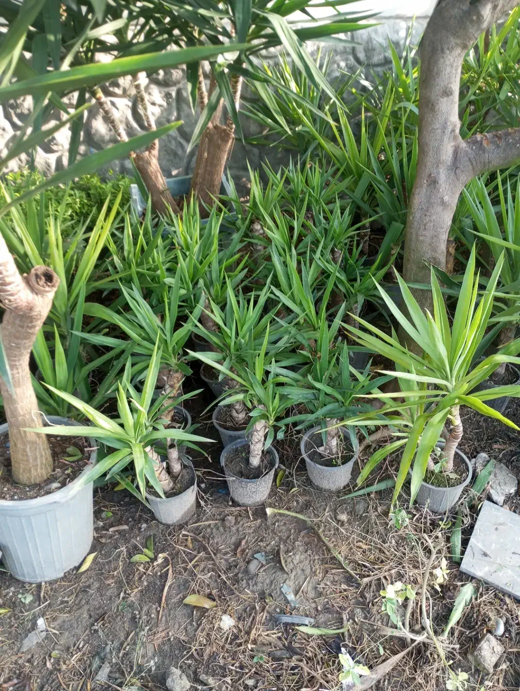 گل و گیاه آپارتمانی و بیرونی حیاطی یوکا|گل و گیاه طبیعی|نشتارود, |دیوار