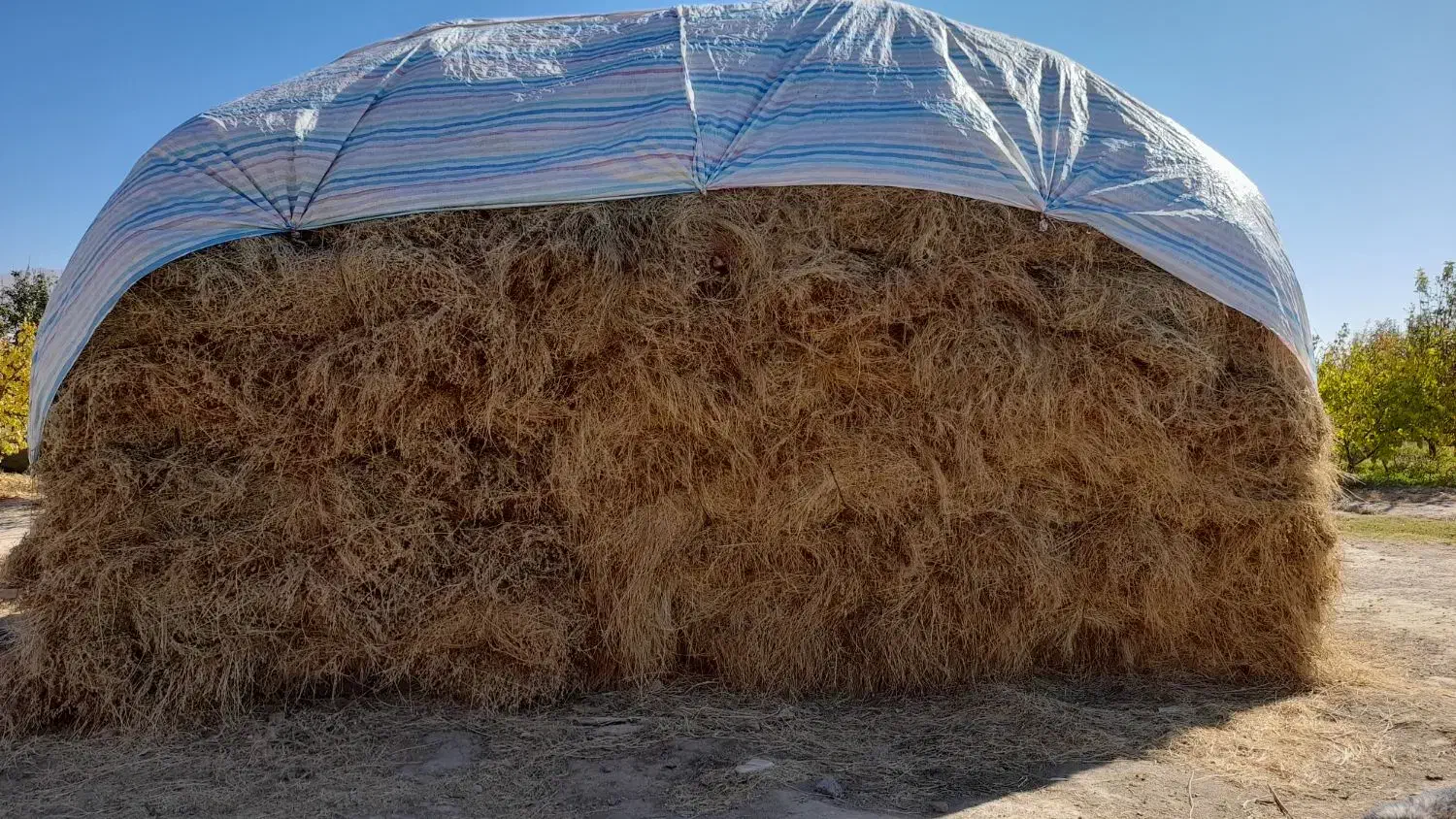 فروش یونجه در تسوج|خدمات باغبانی و درختکاری|تسوج, |دیوار