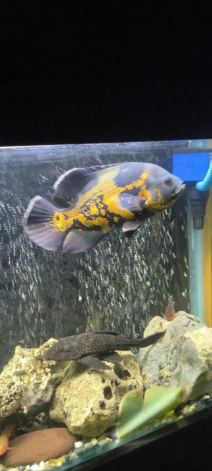 ماهی اسکار|ماهی|ملایر, |دیوار