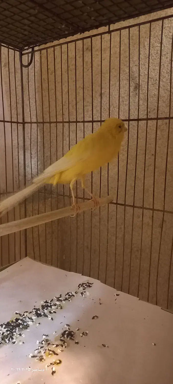 قناری رسمی بلند نر مست|پرنده|رشت, صفاری|دیوار