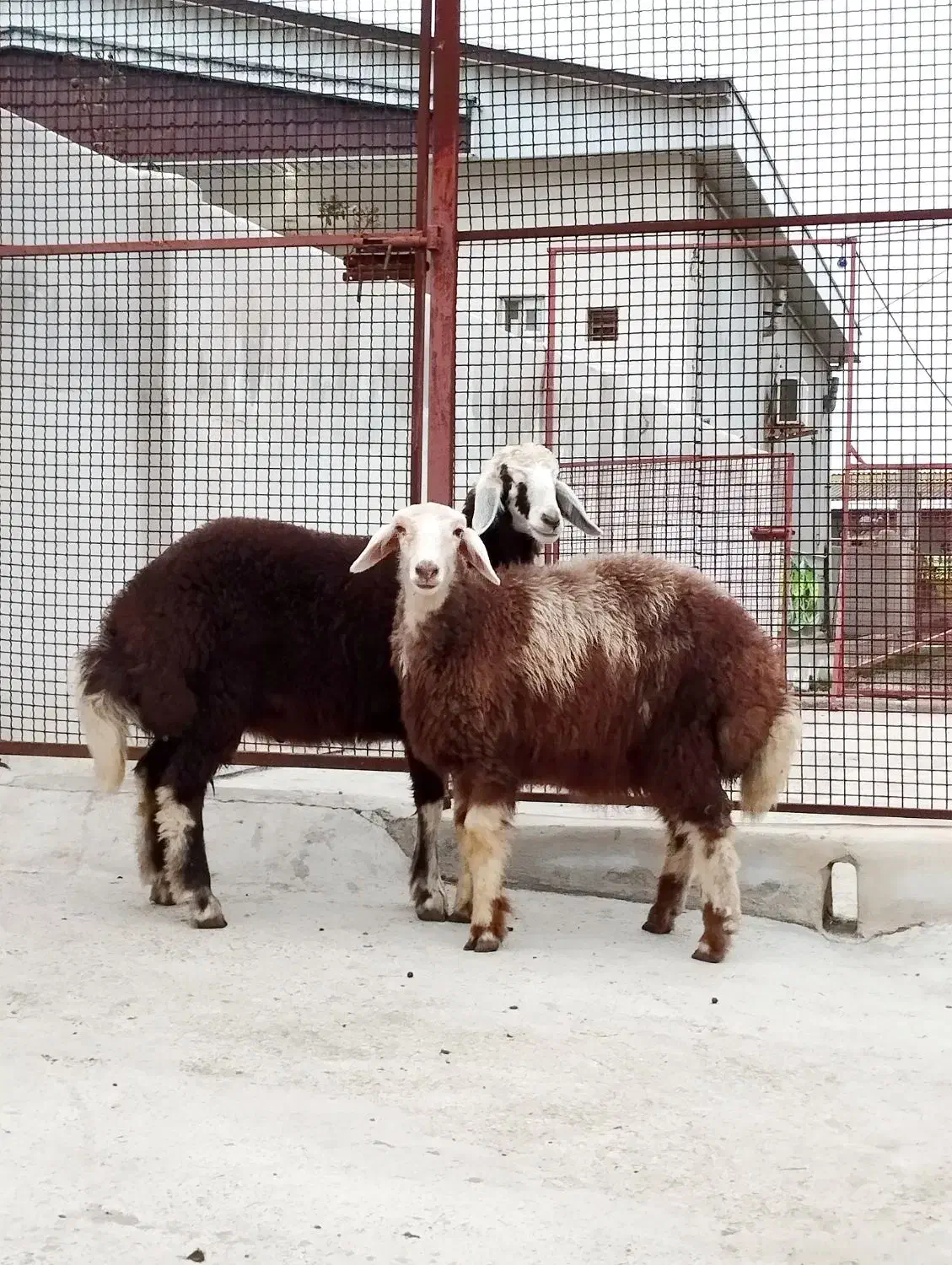 گوسفند ۲ عدد ماده|حیوانات مزرعه|سیمین شهر, |دیوار