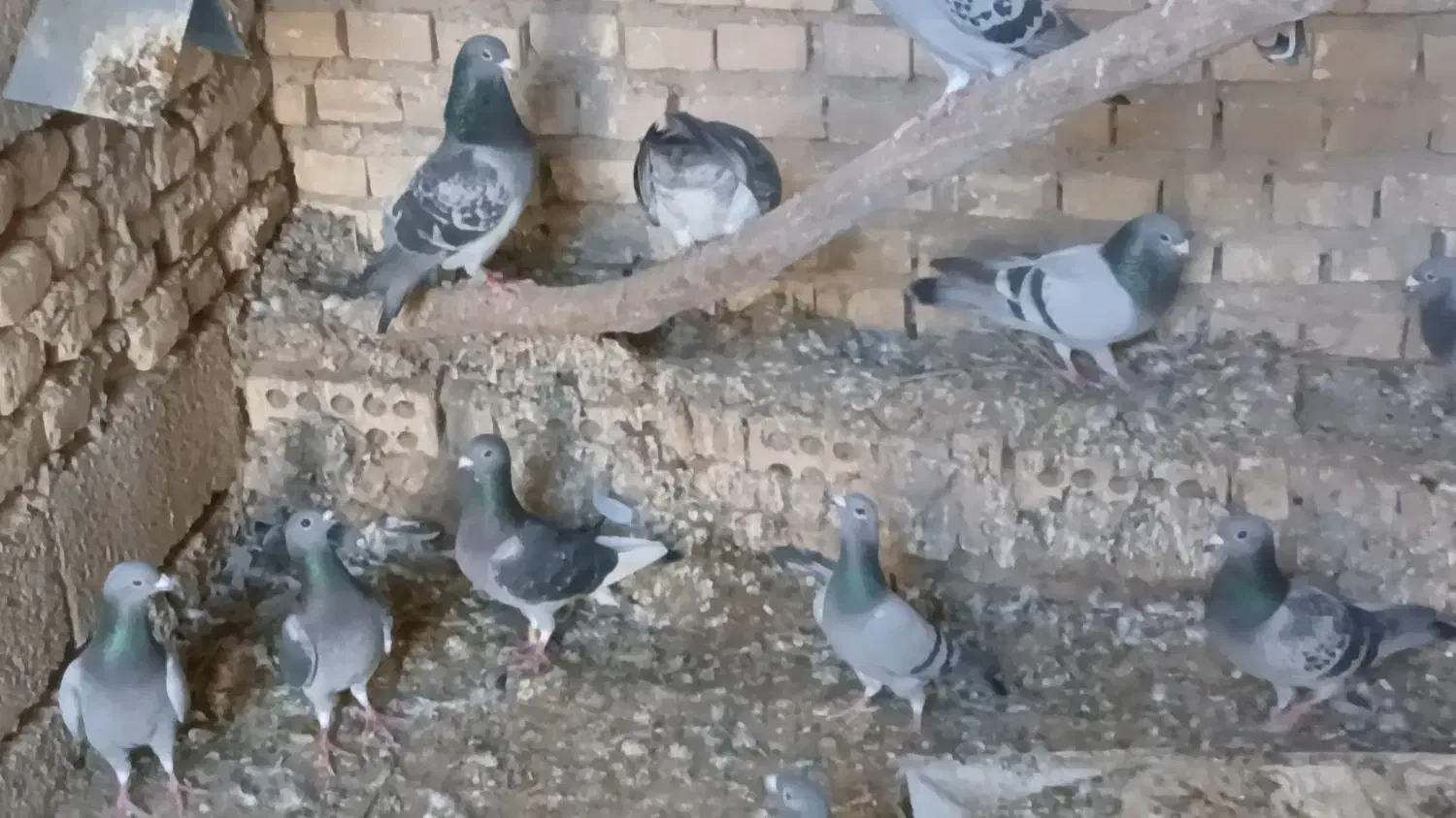 پلاکی|حیوانات|اهواز, کیانپارس |دیوار