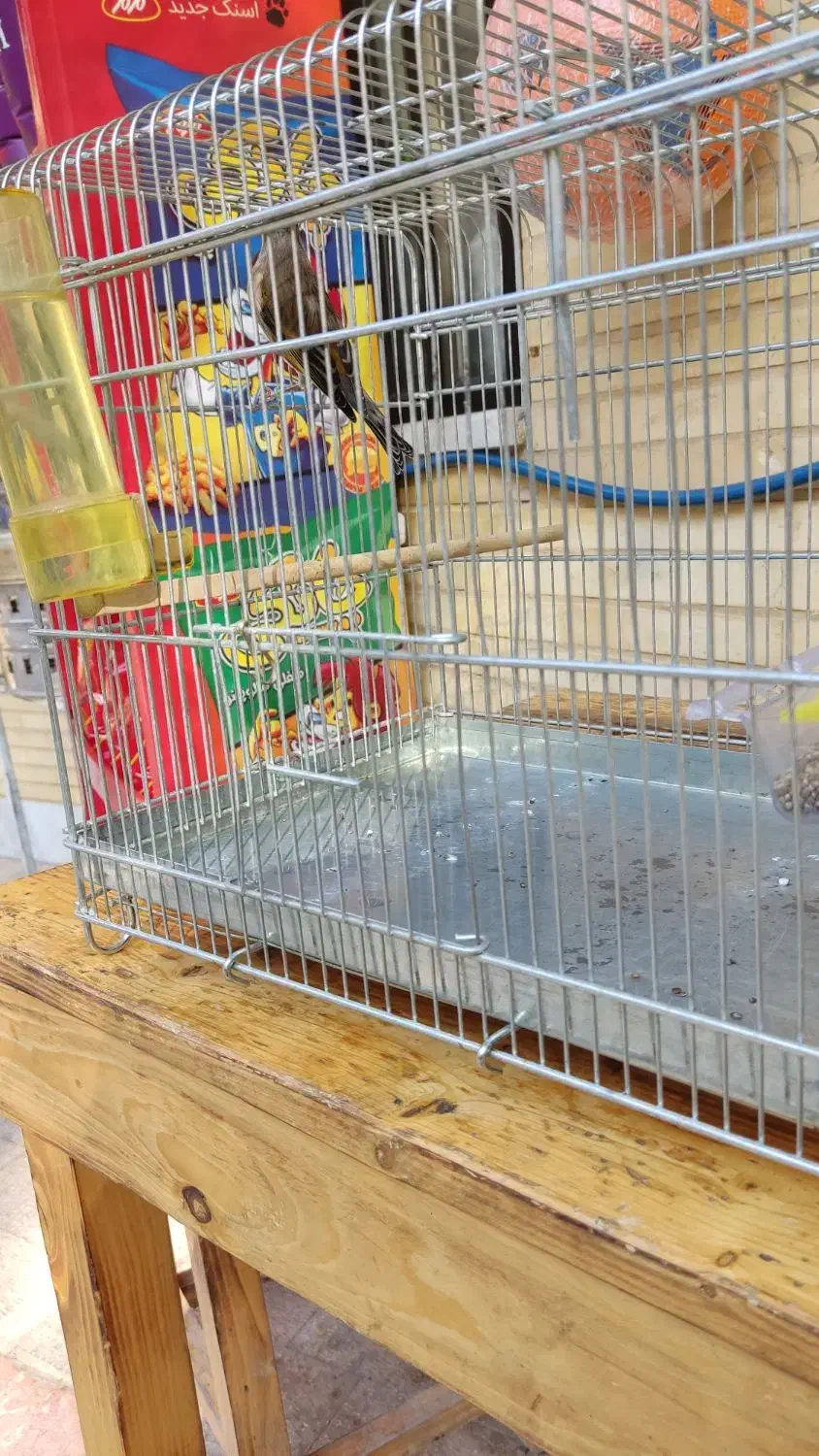 سهره قناری درجه یک سالم.صددرصد دهن سهره|پرنده|خوانسار, |دیوار