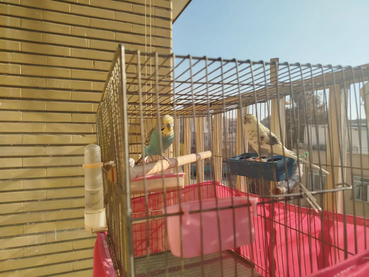 مرغ عشق|پرنده|کرج, حصارک بالا|دیوار