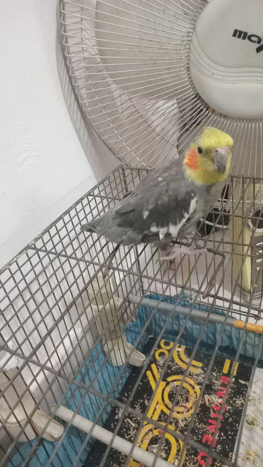 عروس هلندی|پرنده|قم, شهرک امام حسین|دیوار