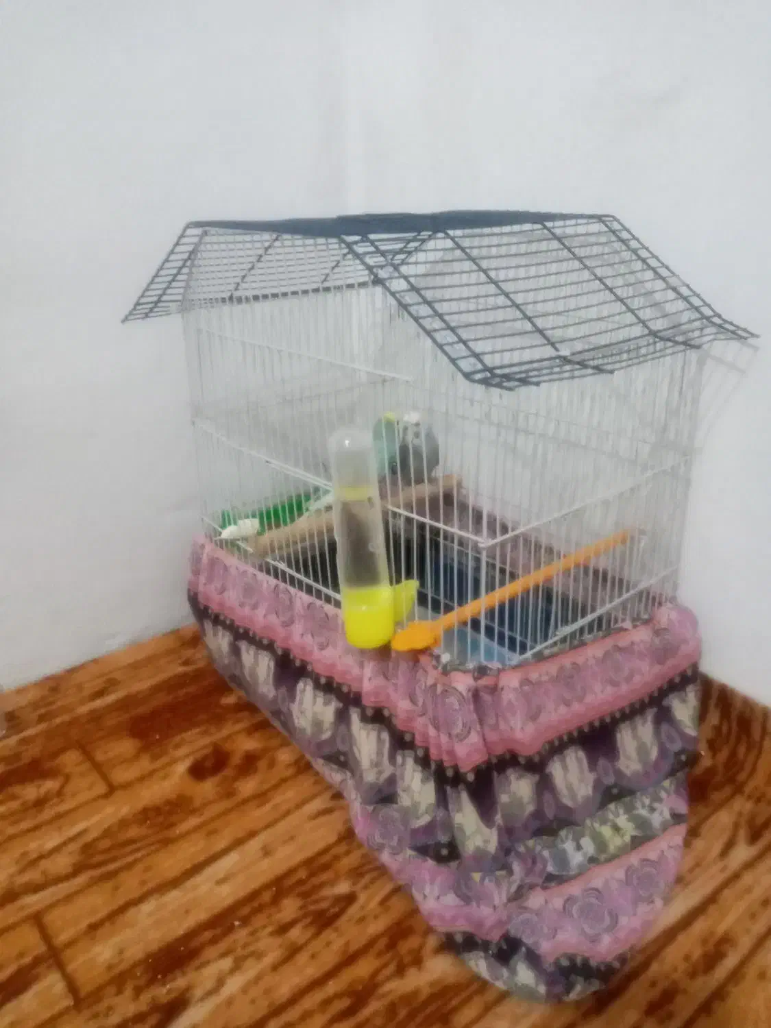 مرغ عشق|پرنده|رشت, کوی فکوری|دیوار